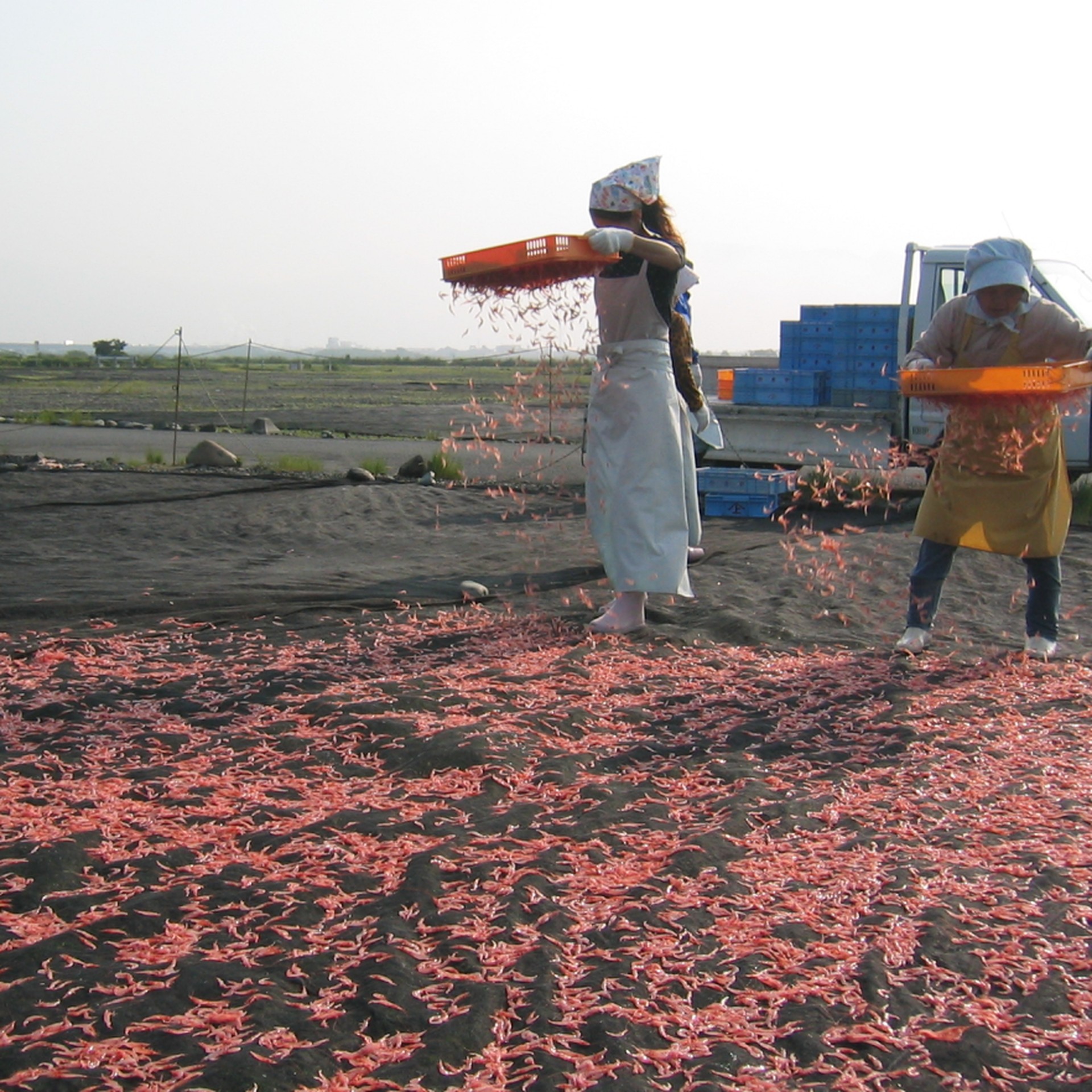 JapanFoodHub | Sakura shrimp furikake